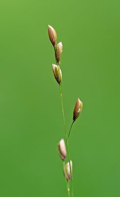 Melica uniflora / Eenbloemig parelgras
