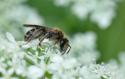 Andrena proxima / Fluitenkruidbij