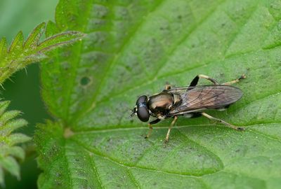 Xylota segnis / Gewone rode bladloper