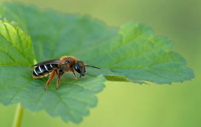 Halictus rubicundus	 / Roodpotige groefbij 
