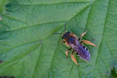 Halictus rubicundus	 / Roodpotige groefbij 