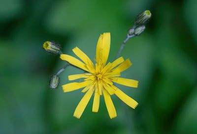 Hieracium murorum L / Muurhavikskruid