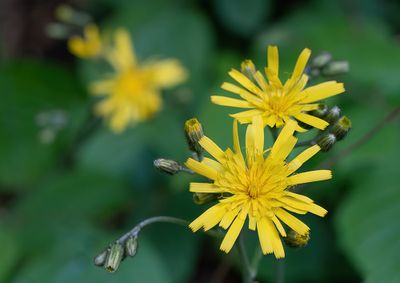 Hieracium murorum L / Muurhavikskruid