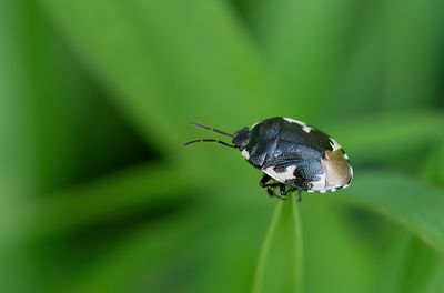 Tritomegas bicolor / Dovenetelgraafwants