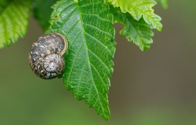 Cornu aspersum / Segrijnslak