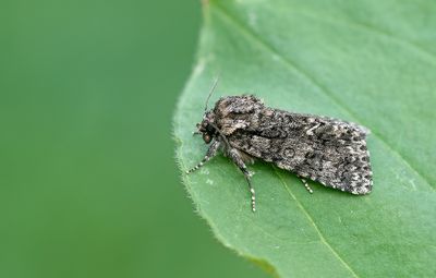 Knot Grass / Zuringuil