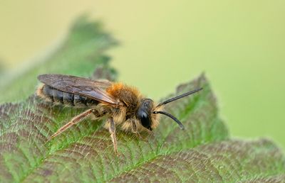 Early Mining Bee / Roodgatje