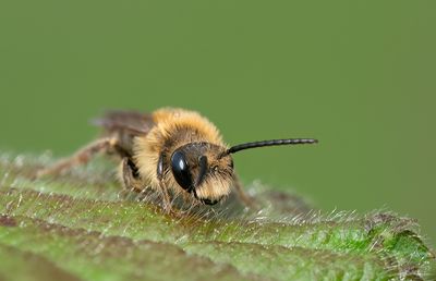Early Mining Bee / Roodgatje