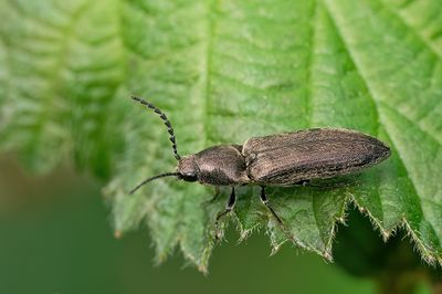 Athous haemorrhoidalis / Roodaarskniptor