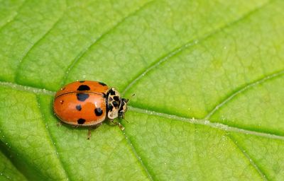 Adalia decempunctata / Tienstippelig lieveheersbeestje