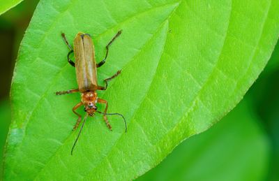 Cantharis livida / Bleekgele weekschildkever