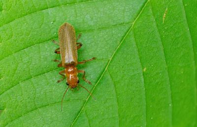 Cantharis pallida