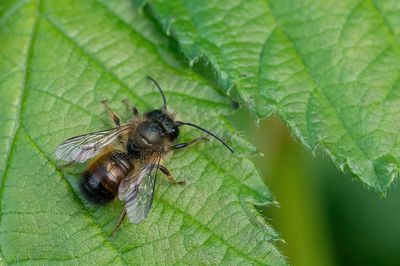 Red mason-bee / Rosse metselbij