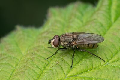 Leucophora spec.