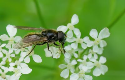 Cheilosia pagana / Kervelgitje