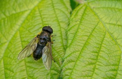 Cheilosia pagana / Kervelgitje