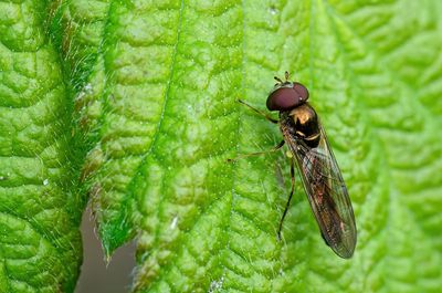 Chequered Hoverfly / Slanke driehoekzweefvlieg