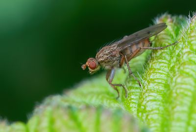 Scathophaga furcata