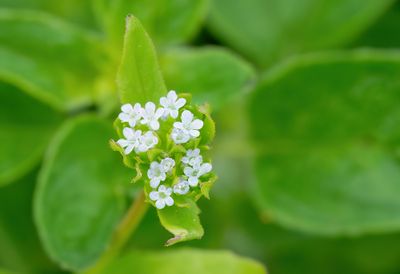 Valerianella locusta / Gewone veldsla