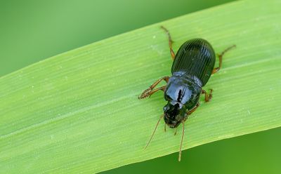 Harpalus laevipes / Vierpuntkruiper