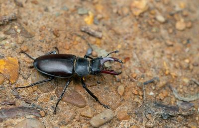 Stagbeetle / Vliegendhert 