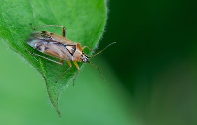 Harpocera thoracica / Voorjaarseikenblindwants