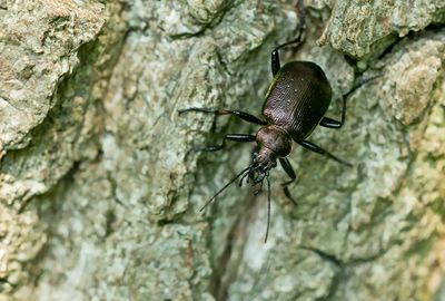 Calosoma inquisitor / Kleine poppenrover 