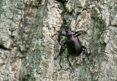 Calosoma inquisitor / Kleine poppenrover 
