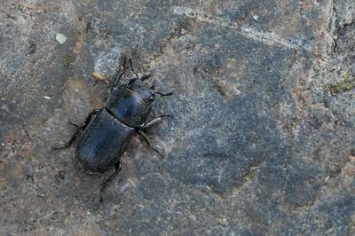 Lesser Stag Beetle / Klein vliegend hert