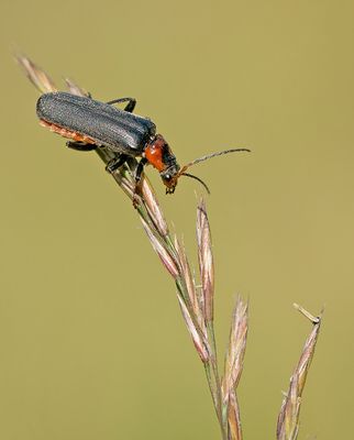 Cantharis fusca / Zwartpootsoldaatje