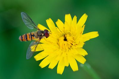Marmalade Hoverfly / Snorzweefvlieg