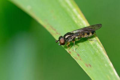 Neoascia interrupta / Veelvlekkorsetzweefvlieg