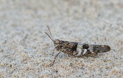Blue-winged grasshopper / Blauwvleugelsprinkhaan