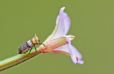 Auchenorrhyncha (Cicadas and Leafhoppers / Cicaden)