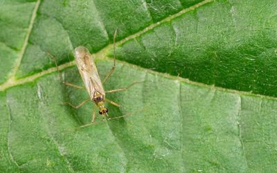 Dicyphus epilobii / Harig-wilgenroosjebochelwants 