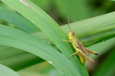 Chrysochraon dispar / Gouden Sprinkhaan