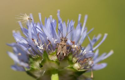 Nysius huttoni / Tarwenysius