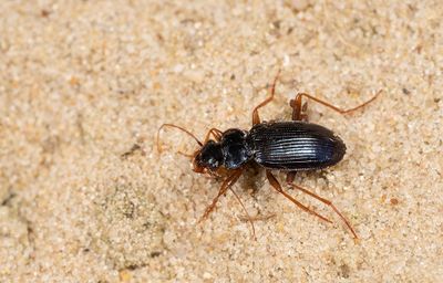 Leistus spinibarbis / Blauwe baardloper
