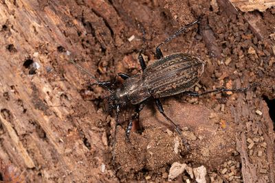 Carabus granulatus / Gekorrelde veldloopkever