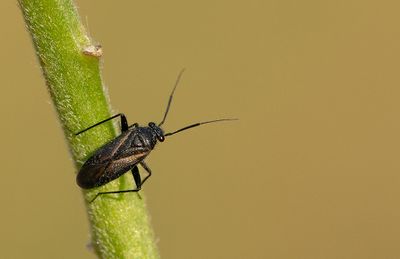 Orthocephalus coriaceus / Zwartscheenspringwants