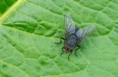 Calliphora vicina / Roodwangbromvlieg