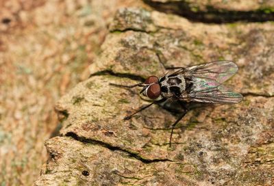 Anthomyia procellaris