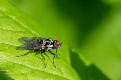 Anthomyia procellaris