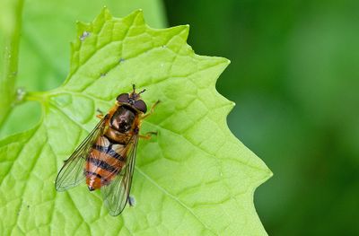 Epistrophe melanostoma / Zwartbekbandzweefvlieg