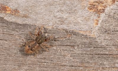 Ballus chalybeius / Eikenspringspin