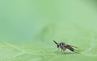 Rhaphium appendiculatum