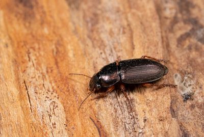 Harpalus affinis / Behaarde kruiper