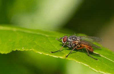 Phaonia subventa