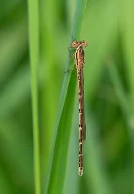 Brown emerald damselfly / Bruine winterjuffer 