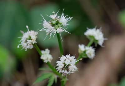 Sanicula europaea L. / Heelkruid